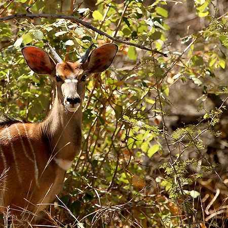 Soul Of Africa Lodge Thabazimbi Εξωτερικό φωτογραφία