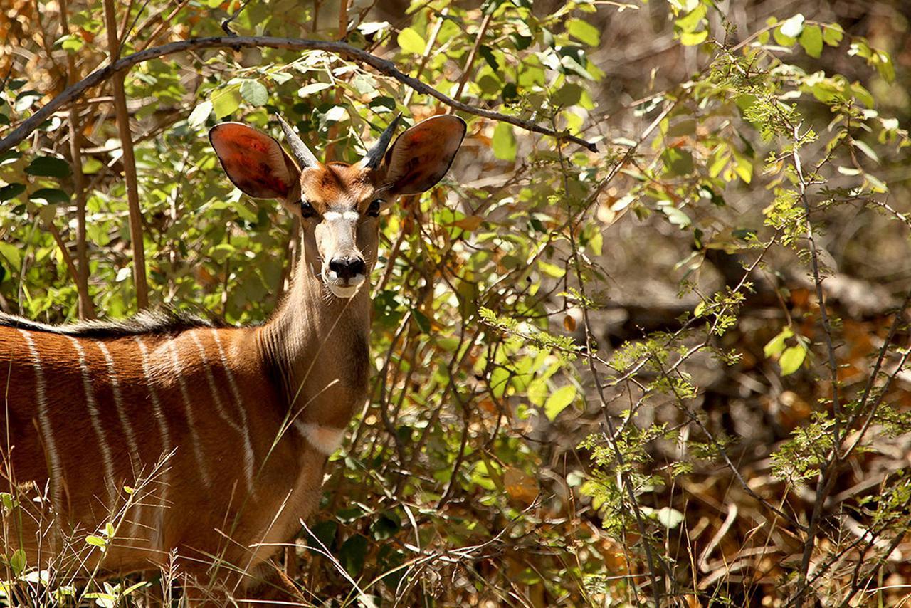 Soul Of Africa Lodge Thabazimbi Εξωτερικό φωτογραφία