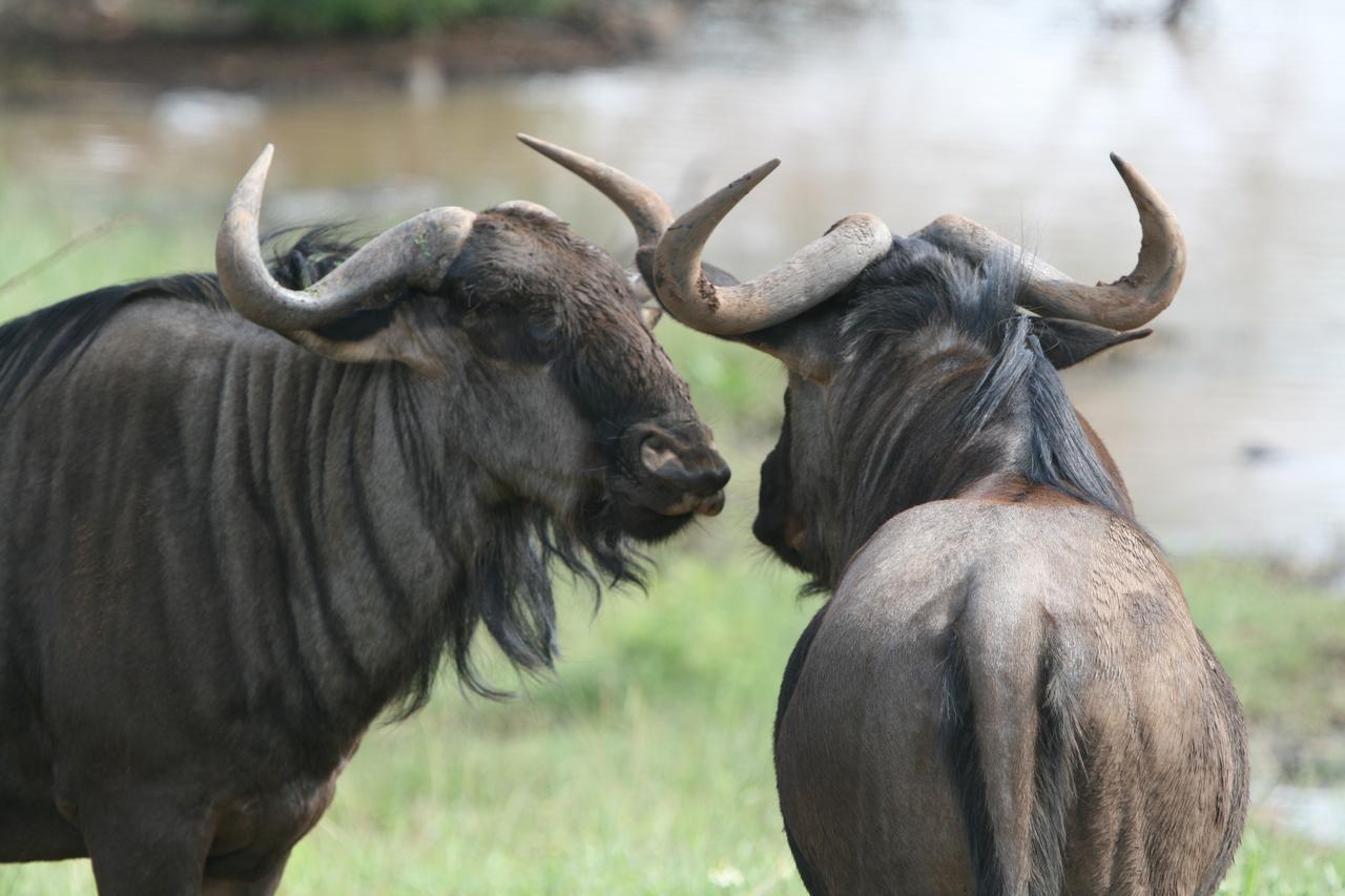 Soul Of Africa Lodge Thabazimbi Εξωτερικό φωτογραφία